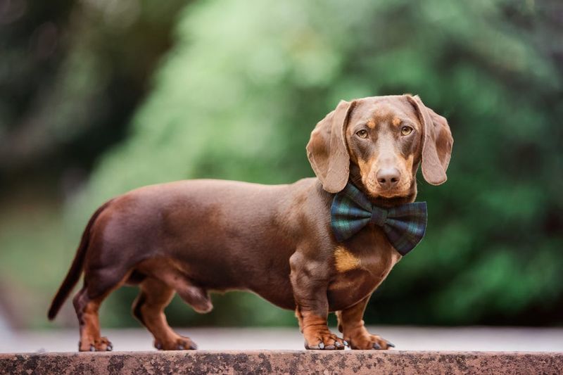 Dachshund: The Fearless Dog