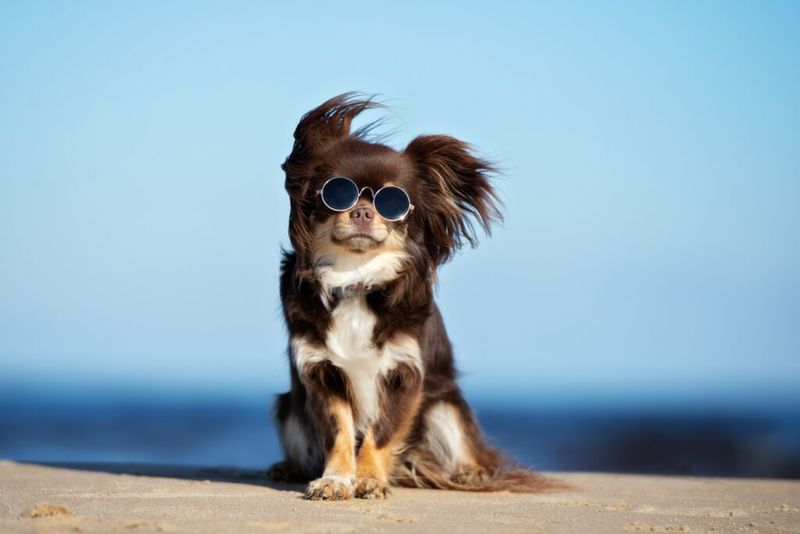 Chihuahua: The Tiny Desert Native