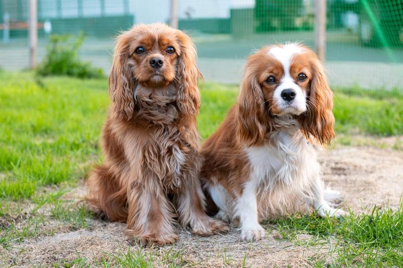 Cavalier King Charles Spaniel: Royal Charm, Eager Student