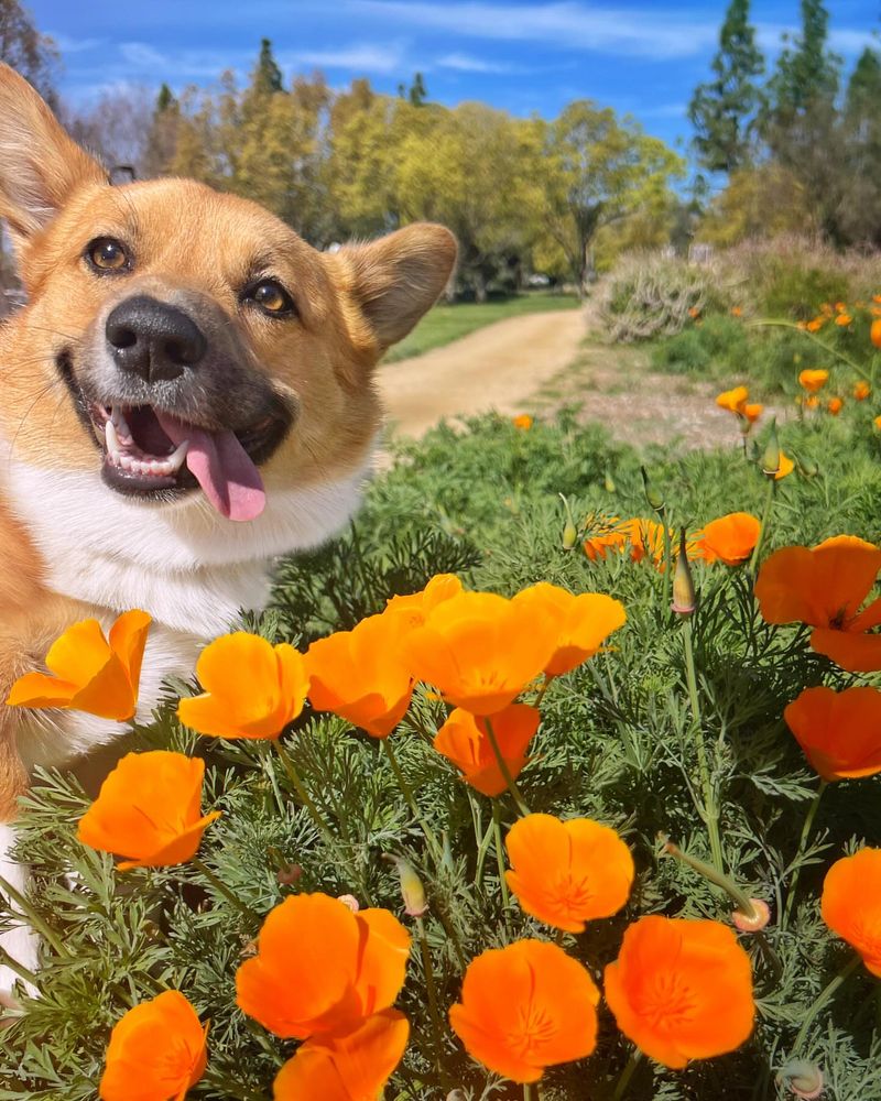 Corgi: Social Media's Shorty Superstar