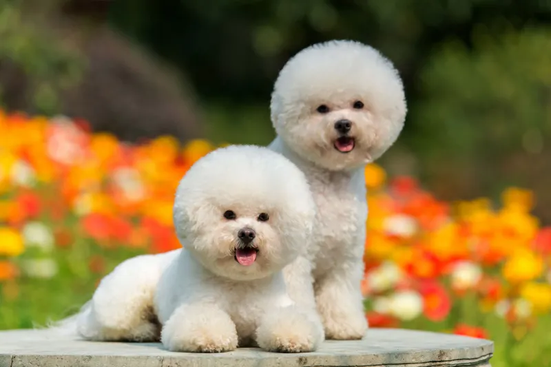 Bichon Frisé: Fluffy Clouds of Joy