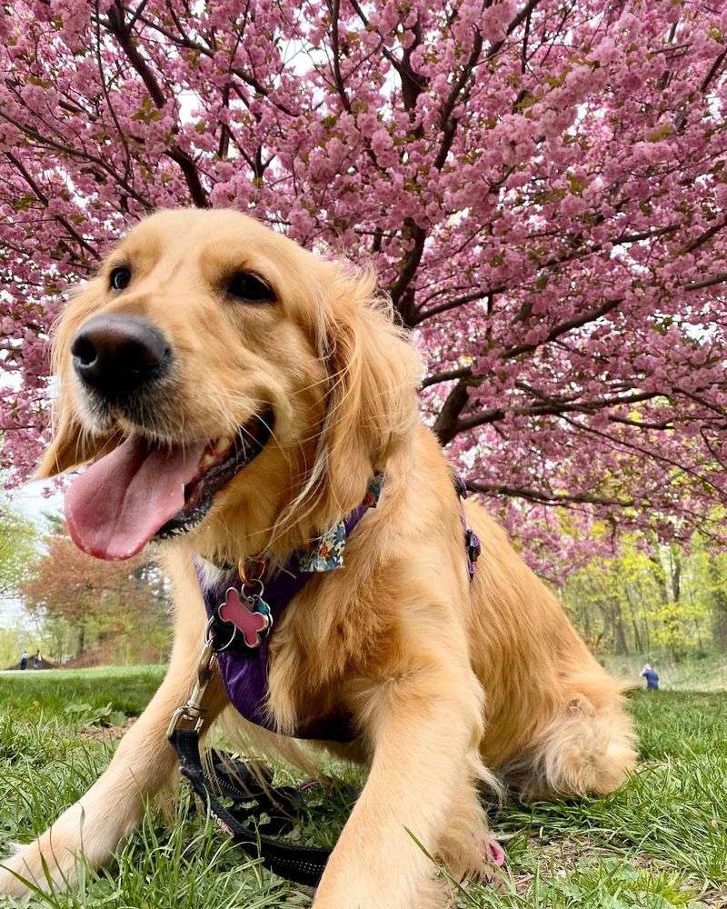 Golden Retrievers: The Family-Friendly Favorites