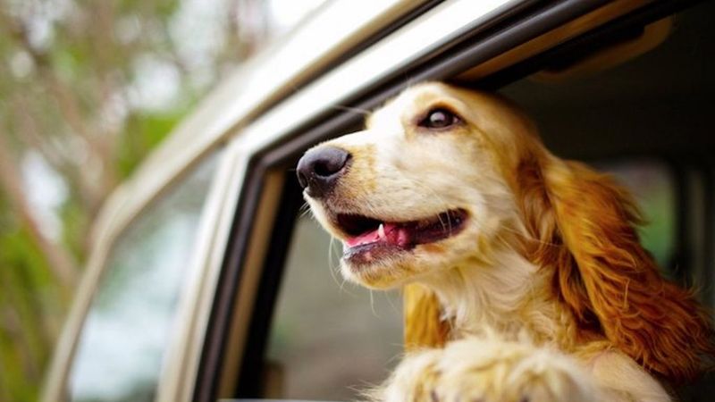 Convertible Co-Pilot