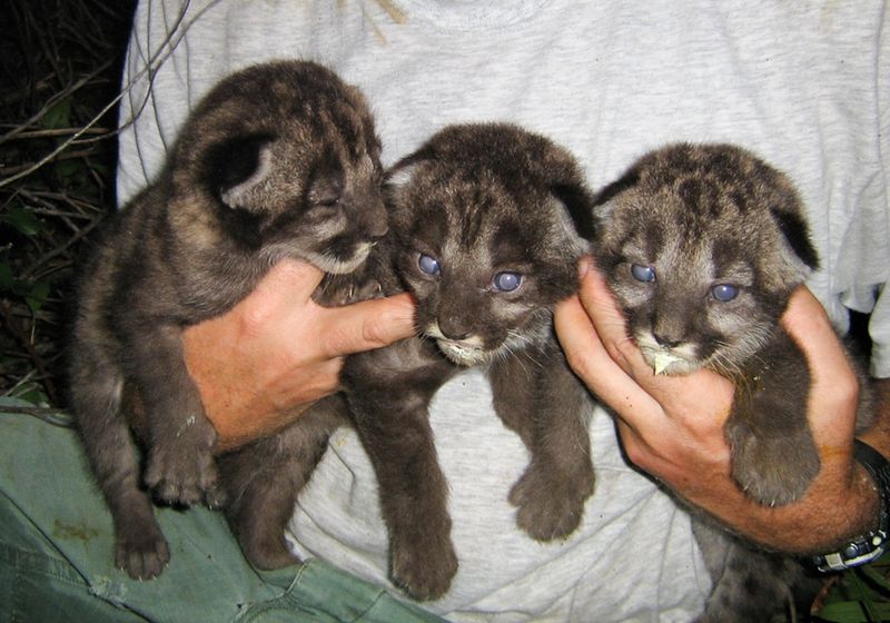 Genetic Rescue: Texas Cousins to the Rescue