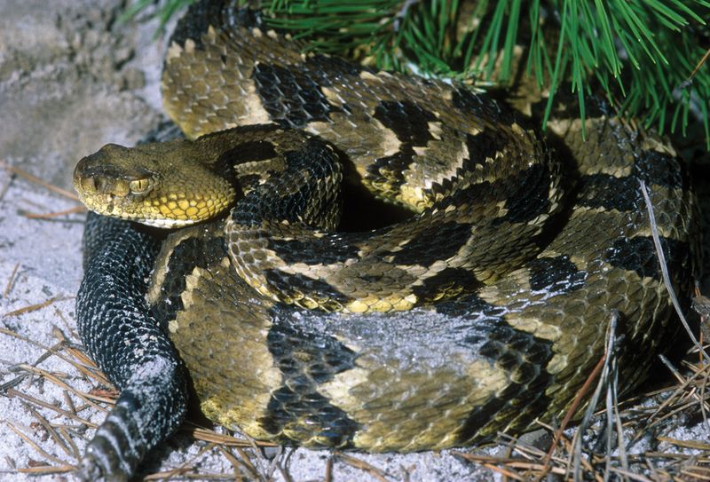 Timber Rattlesnake: The Endangered Buzzer