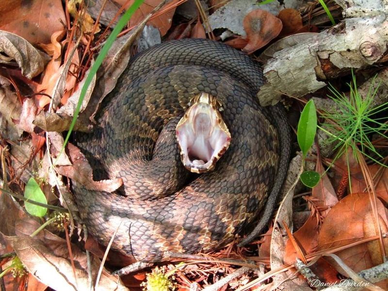 Cottonmouths: Swamp Serpents with an Attitude