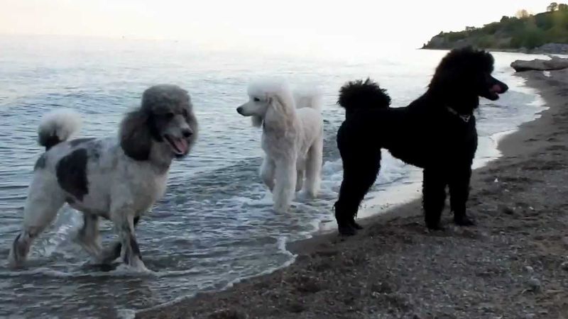 Standard Poodle: Elegant Beach Aristocrats