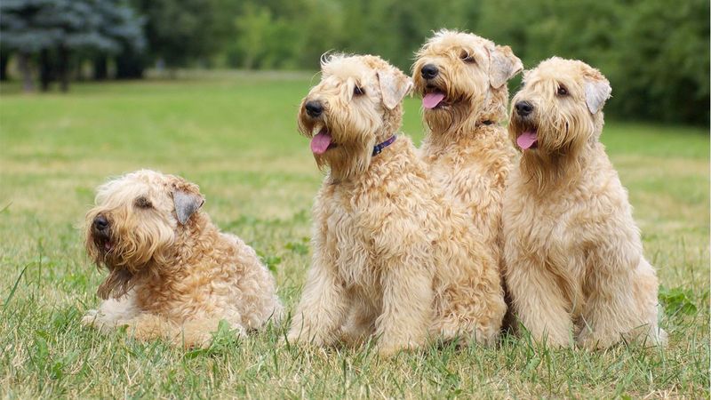 Soft Coated Wheaten Terrier: Irish Charm