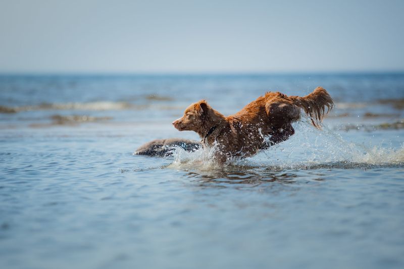 Nova Scotia Duck Tolling Retriever: The Compact Cruiser