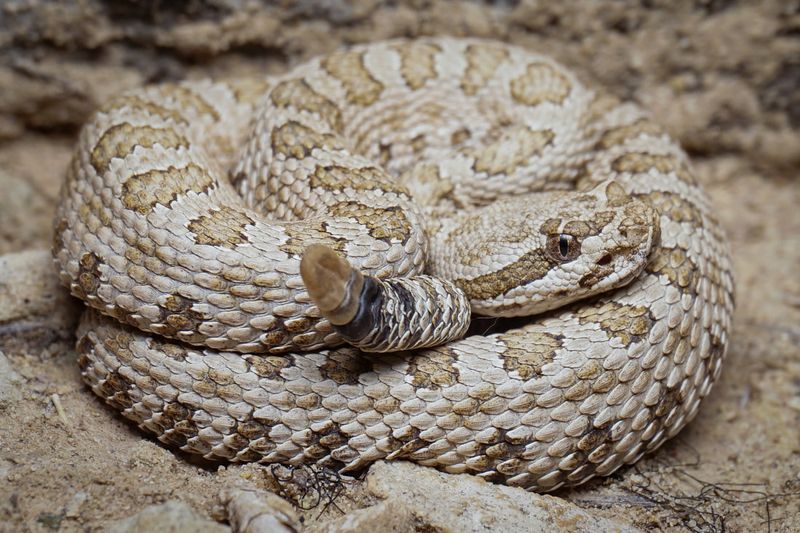 Green River's Rattlesnake Ridges