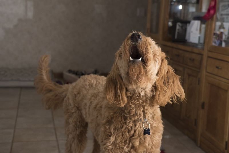 Bark Echoes: When Your Neighbors Know Your Dog's Schedule