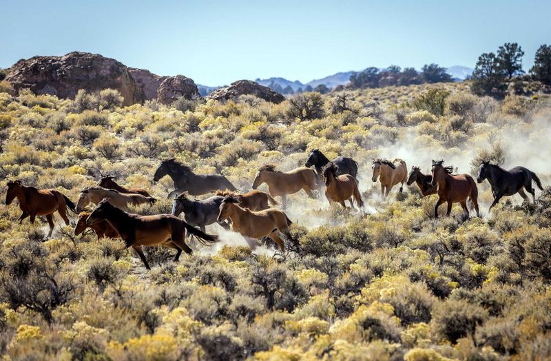 Wild-Spirited Mustang