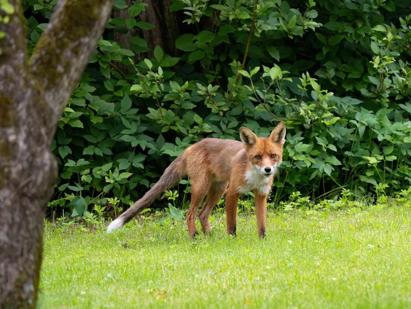 Red Foxes Become Dawn and Dusk Specialists