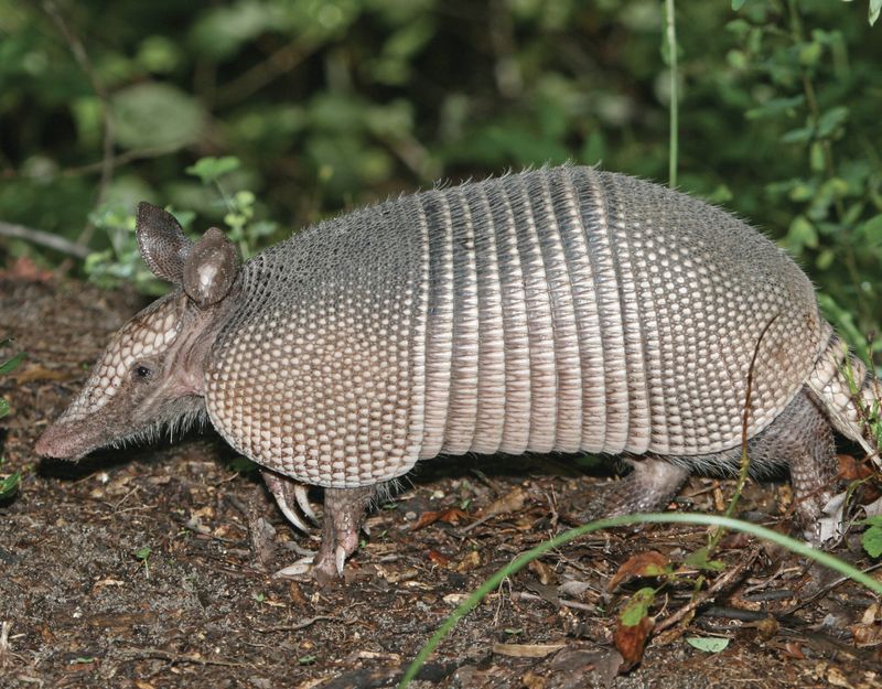 Armored Oddball: The Nine-Banded Armadillo