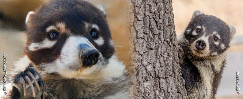 South American Transplant: The Coatimundi