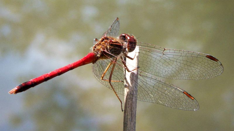 Ruby Meadowhawk: The Crimson Cruiser