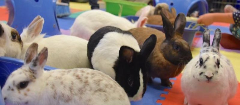 Hopping Social Calendar of Bunny Events