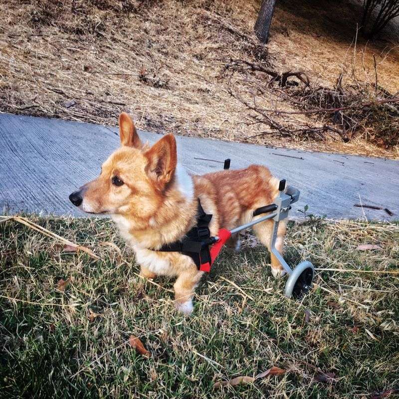 Degenerative Myelopathy (DM): Safeguarding Your Dog's Mobility