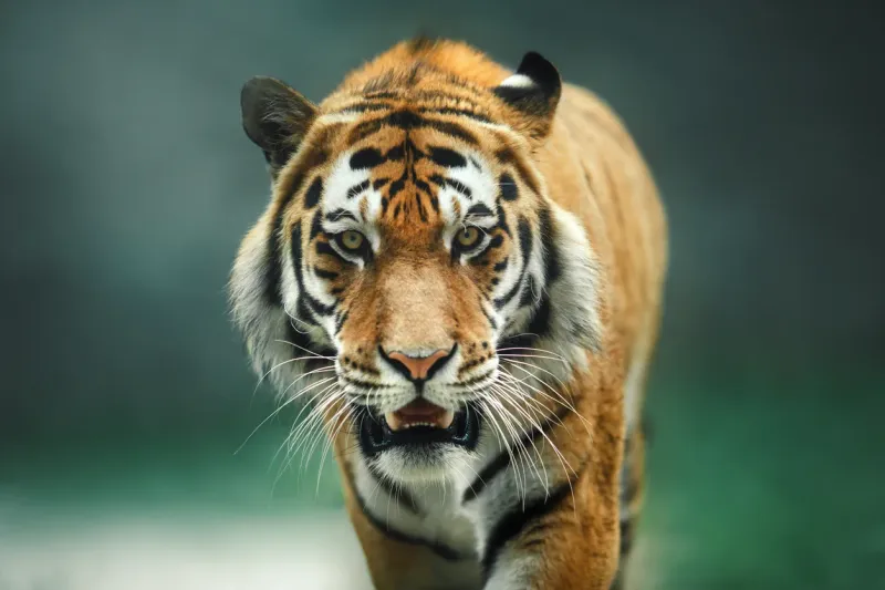Exotic Pet Bans Vary Wildly By County