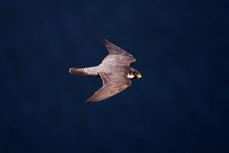 Peregrine Falcons: The Grand Canyon