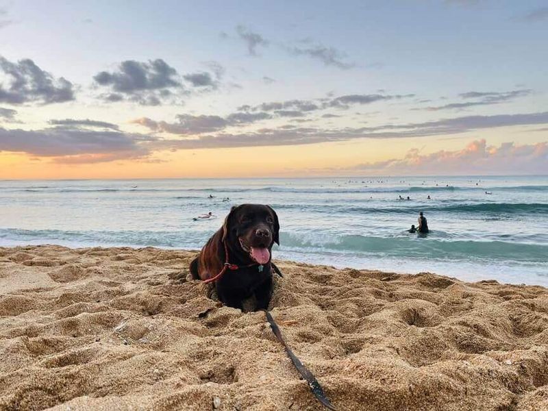 Choose Dog-Friendly Beaches and Trails