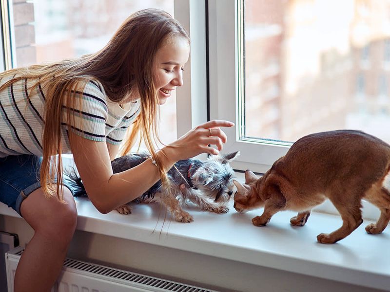 Maintain Routines For Existing Pets