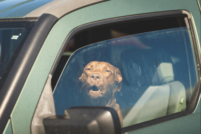 Avoid Leaving Pets In Parked Cars