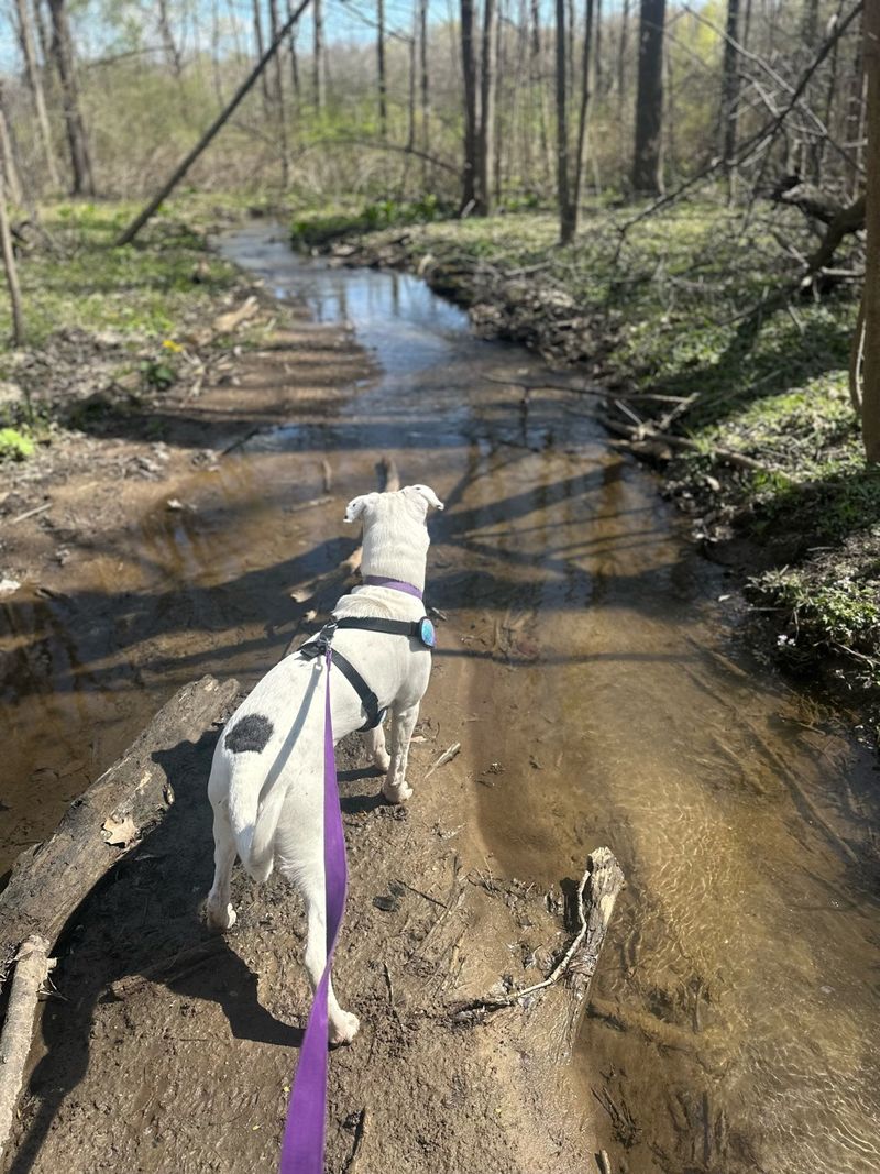 Maybury State Park – Northville