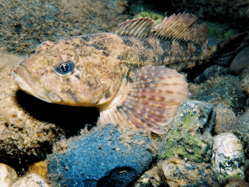 Masters of Disguise: Sculpins