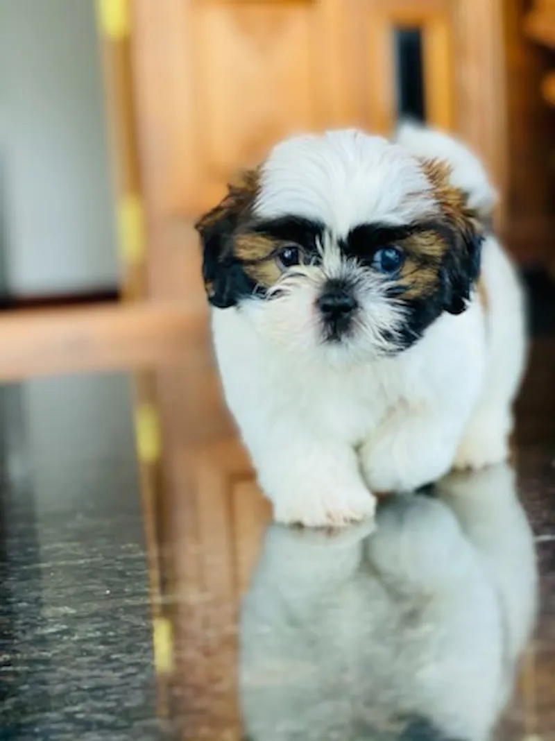 Shih Tzu: The Living Room Lion