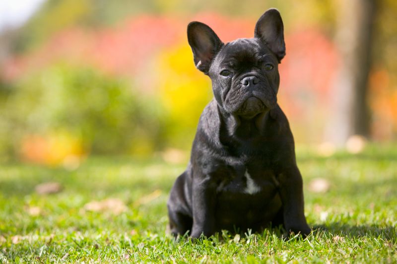 French Bulldog