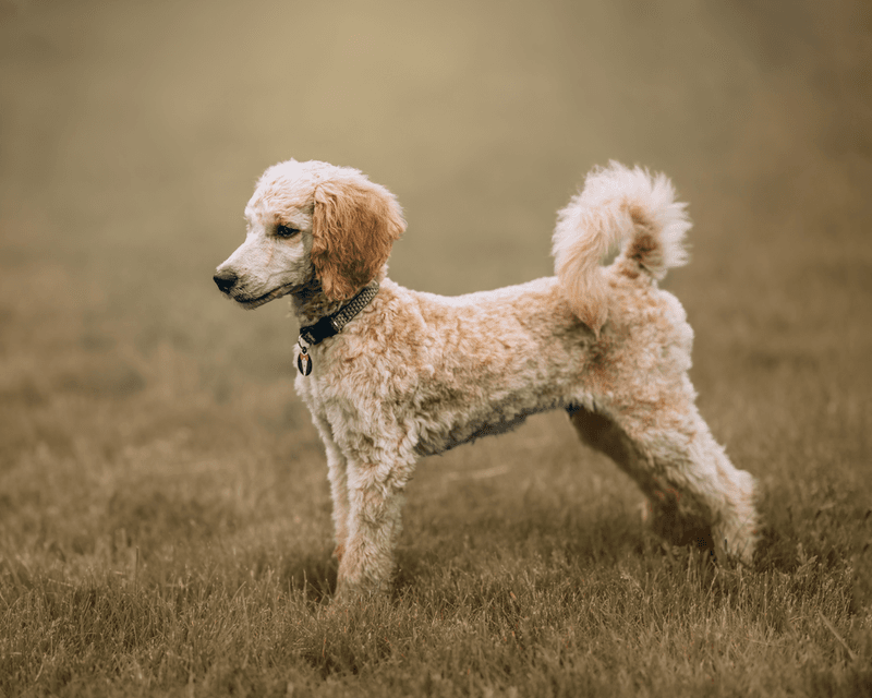 Poodle