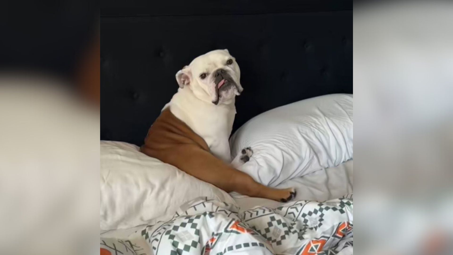 sweet dog
