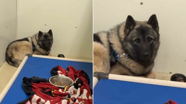 scared dog