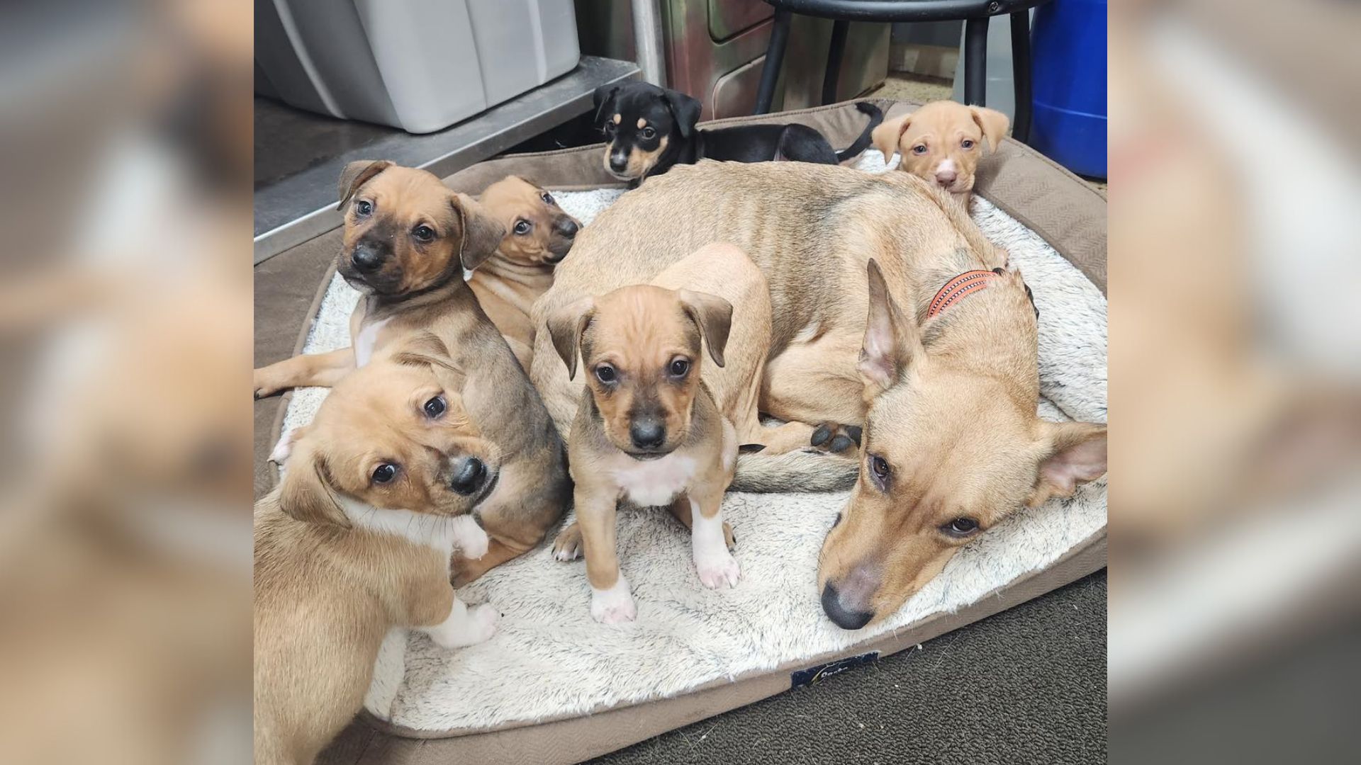 Puppy In Pennsylvania Watches Her Mom And Five Siblings Get Adopted While She’s Left Behind