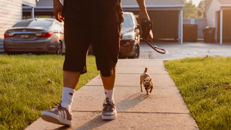 Leash Law Lottery