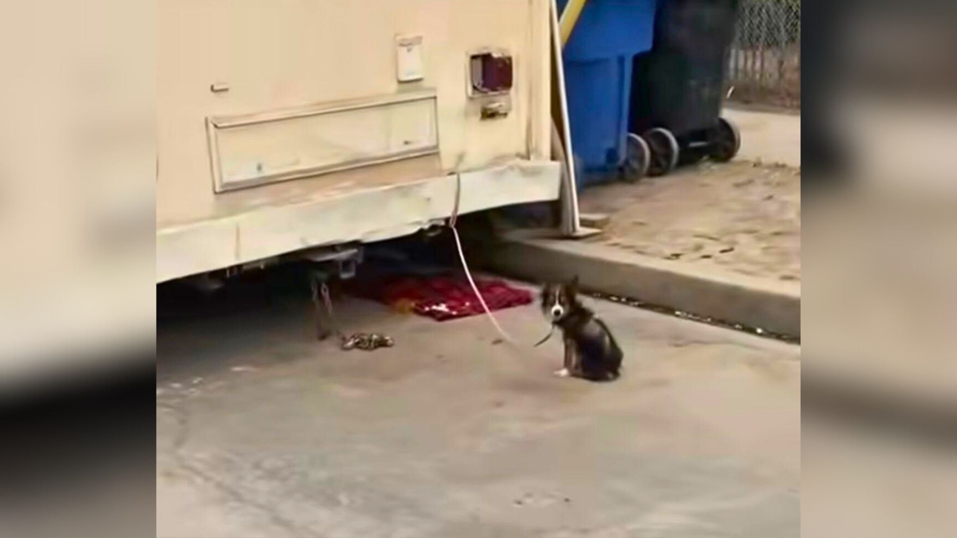 Puppy Tied To California Trailer For Days Seeks Kindness And A New Chance
