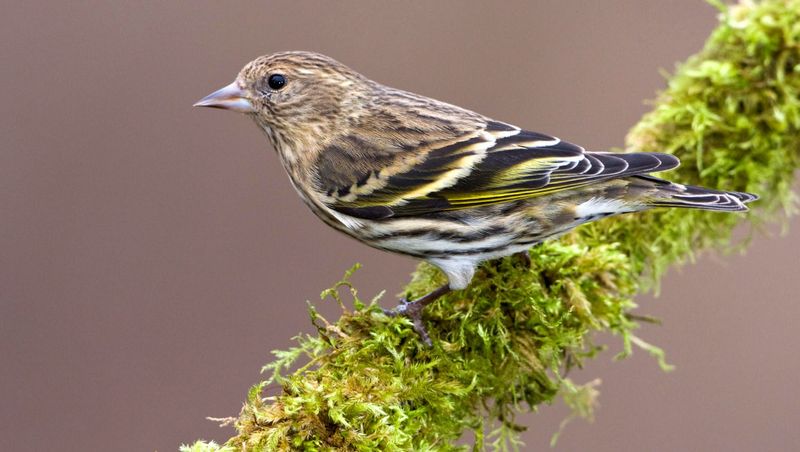 Pine Siskin (Spinus pinus)