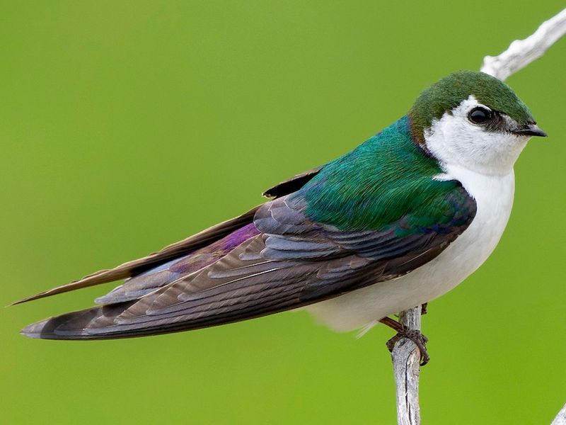 Violet-green Swallow