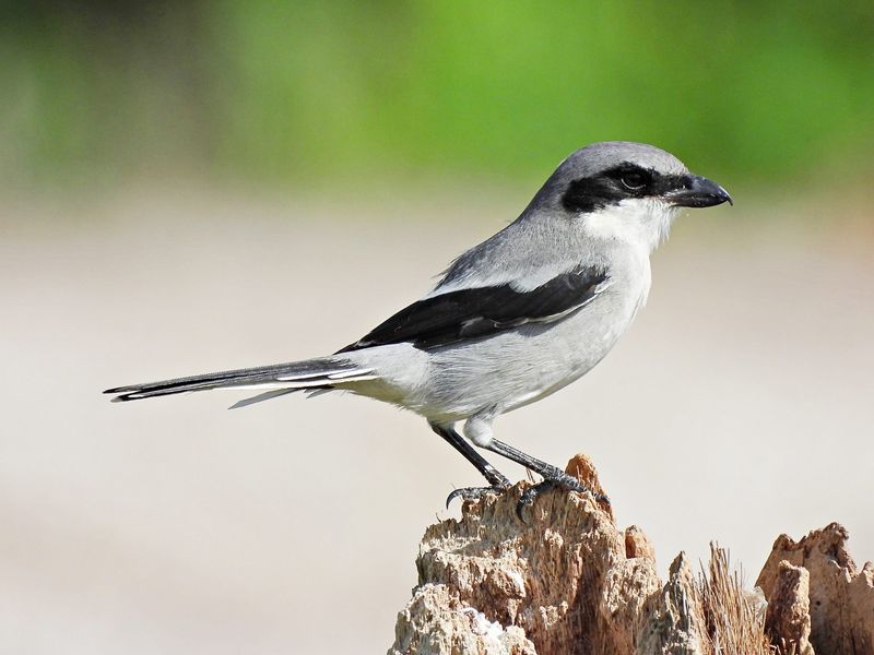 Loggerhead Shrike