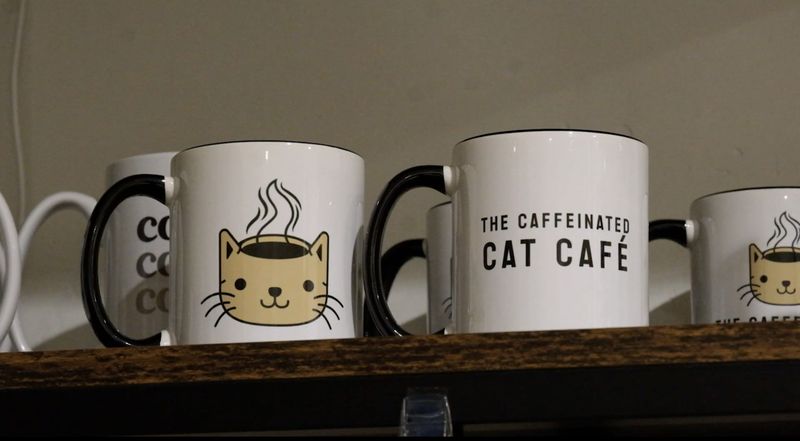 The Caffeinated Cat Café - Grover Beach