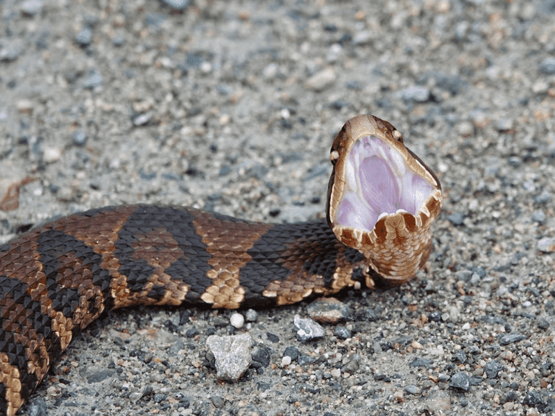 Cottonmouth: The Swamp Defender