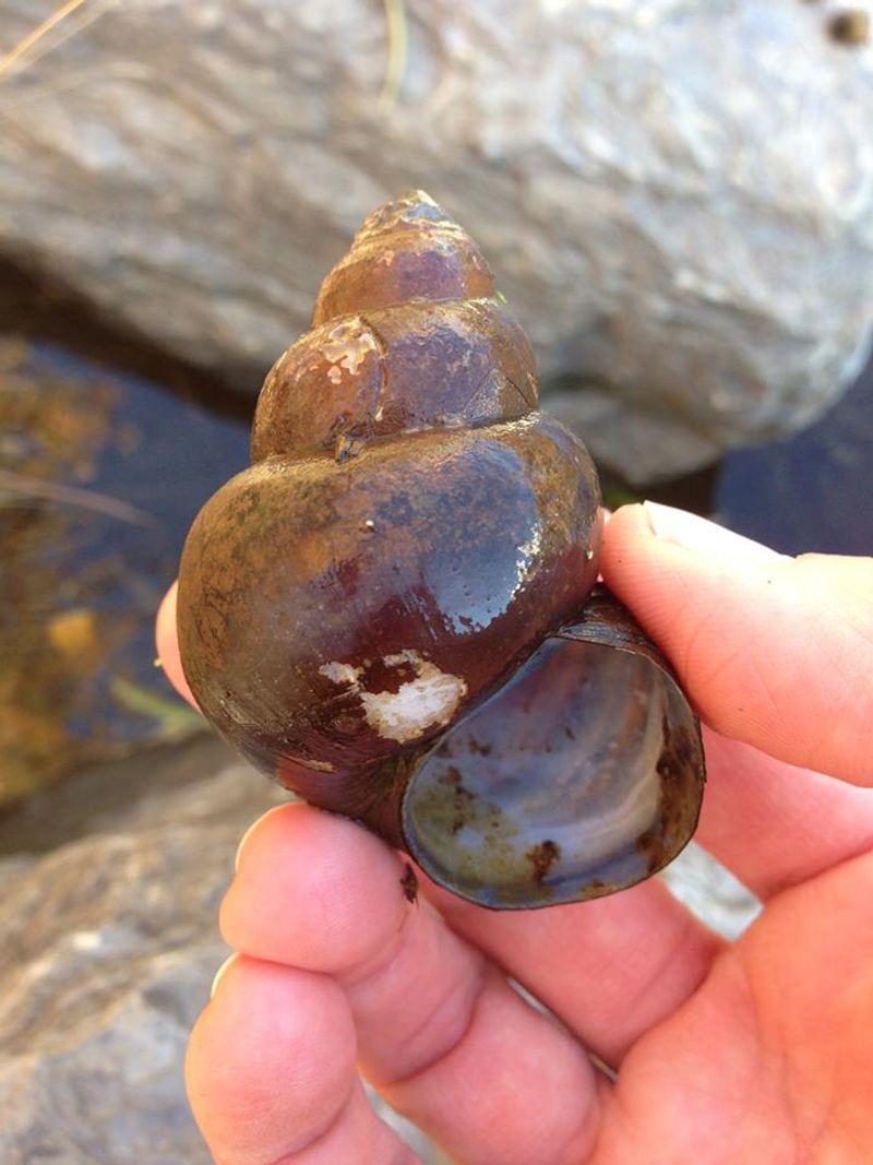 Chinese Mystery Snail: The Self-Cloning Giant