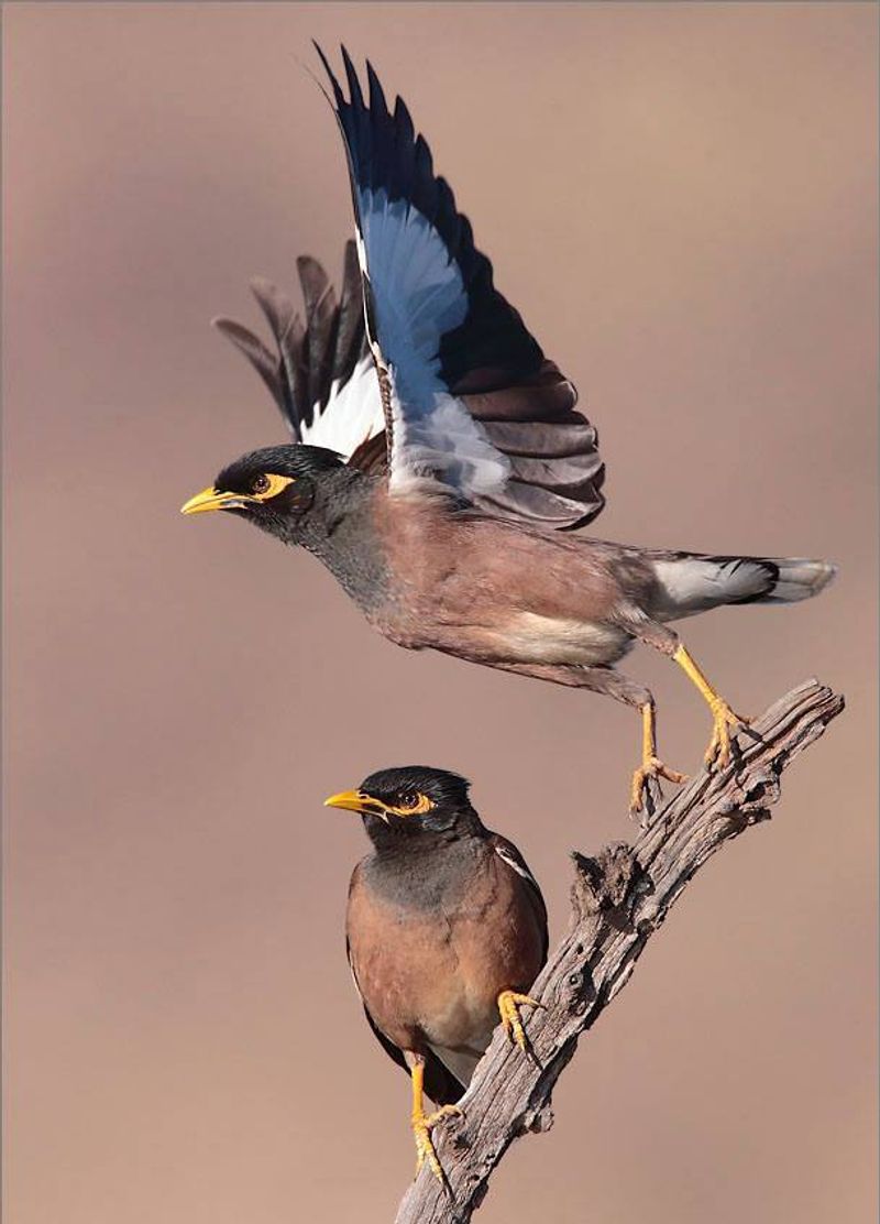 Common Myna: The Ecosystem Eliminator