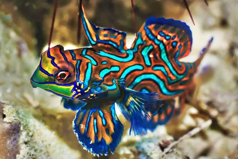 Mandarinfish: Living Watercolor Paintings