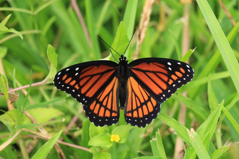Viceroy Butterfly: The Royal Mimic