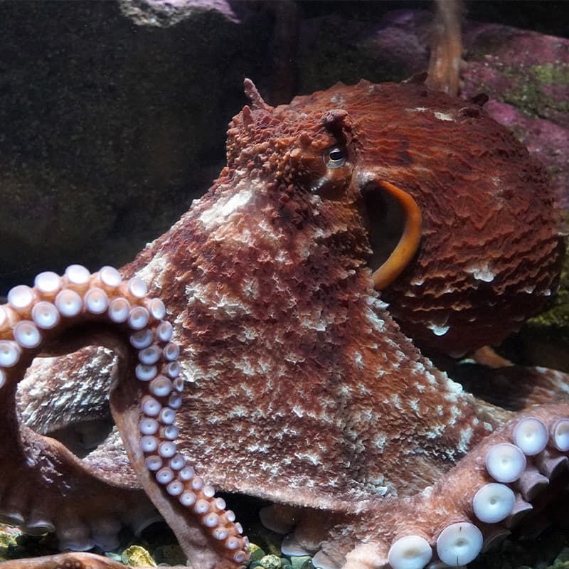 Giant Pacific Octopus