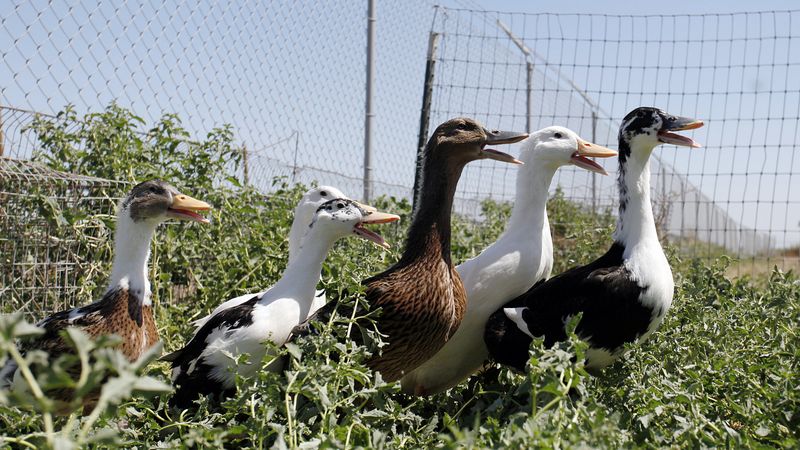 Ducks: Slug-Hunting Water Lovers