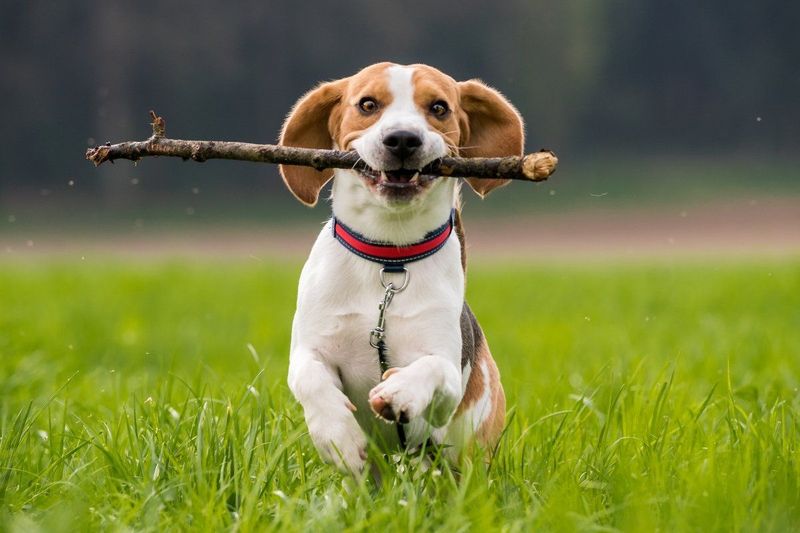 Beagles: The Happy-Go-Lucky Companion