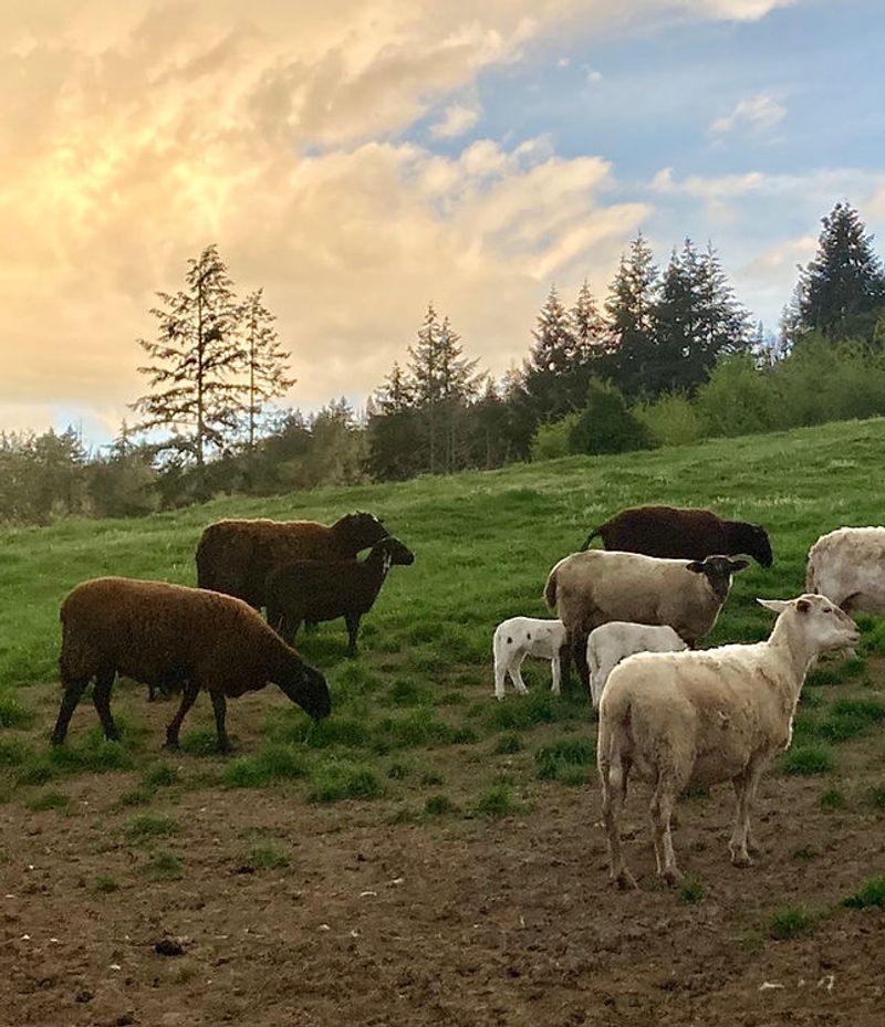 Sheep: The Perfect Grass Managers